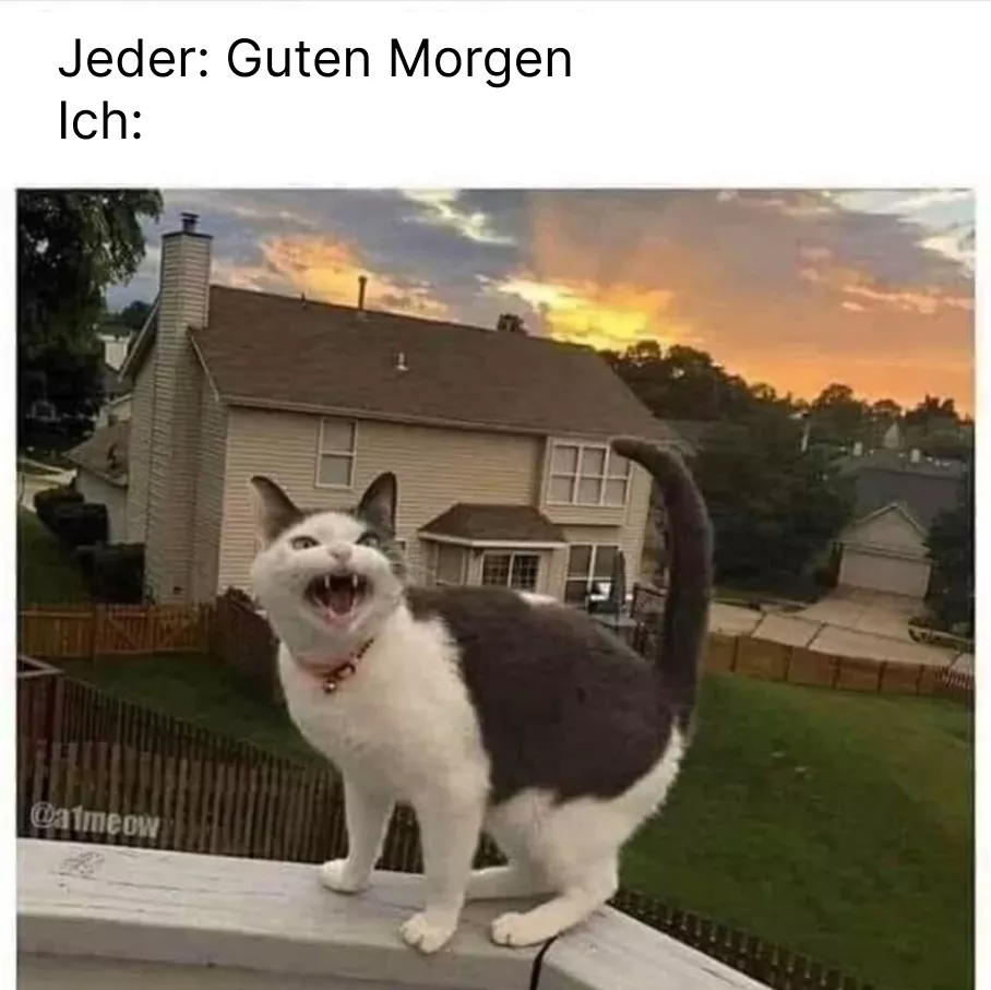 morgen meme
